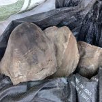 Three suspects nabbed for possession of rhino horns and protected plants in Springbok
