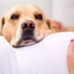 How dogs are able to detect pregnancy in humans