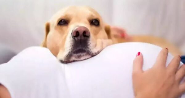 How dogs are able to detect pregnancy in humans