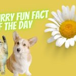 Furry Fun Fact of the Day: Are Border Collies the smartest of all dog breeds?