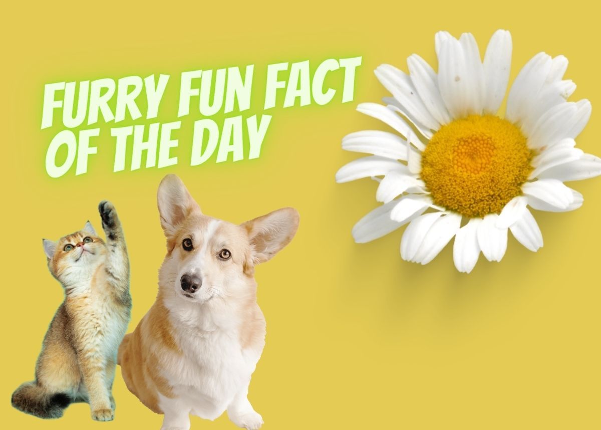 Furry Fun Fact of the Day: Are Border Collies the smartest of all dog breeds?