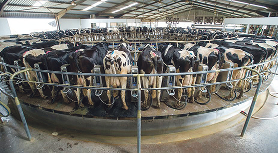Ban on livestock movement continues to curb foot & mouth disease