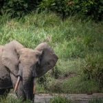 Gabon forest elephant forays into villages spark ire