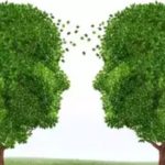Do trees communicate with each other?
