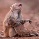 5 animals that mourn their dead, just like humans