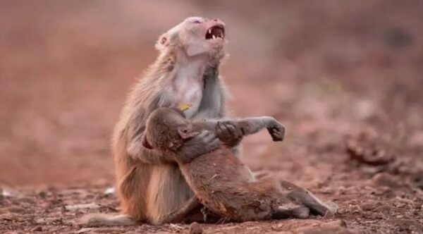 5 animals that mourn their dead, just like humans