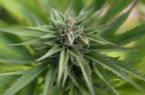 WATCH | Cannabis Industry | Taking Education to new highs