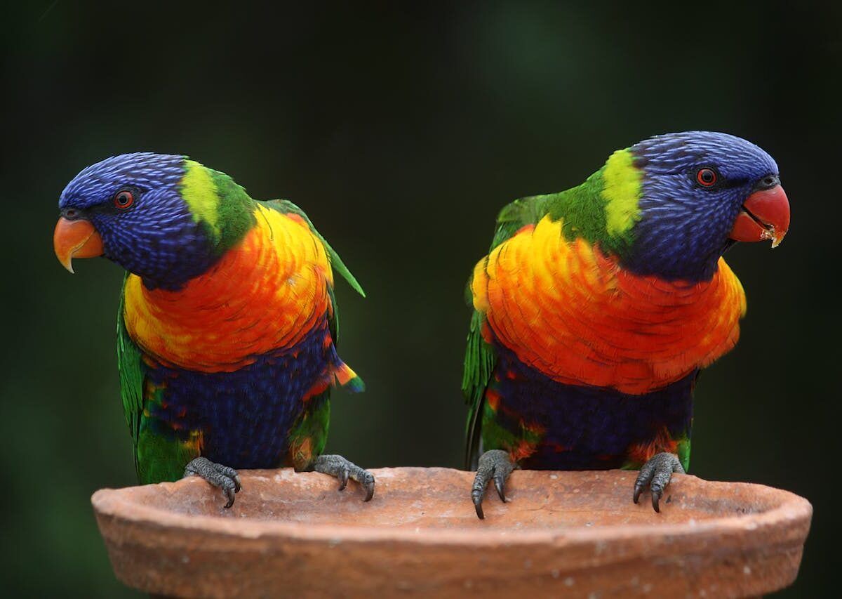 Ten-holiday hazards for your bird pet