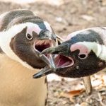 Legal delays threaten survival of African Penguins, say conservation groups