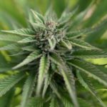 WATCH | Durban cannabis clubs now growing