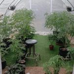 Snl24 | Dagga lab lands man in hot water!