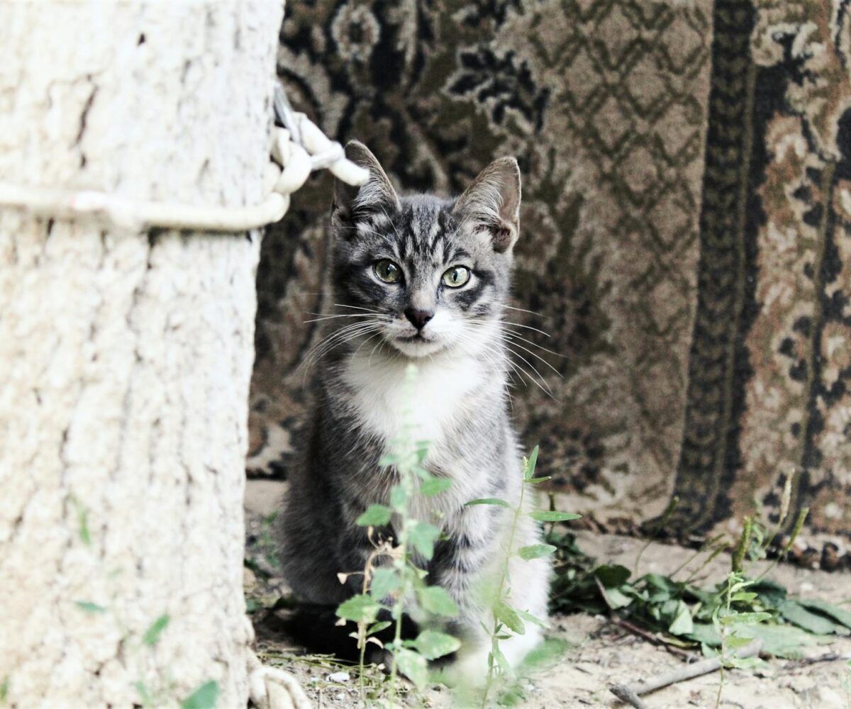 Fancy living in Greece to care for cats?