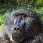Snl24 | Kanjani? . . . Shark hunters to fight baboons!