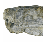 Local scientist discovers new species of ancient reptile