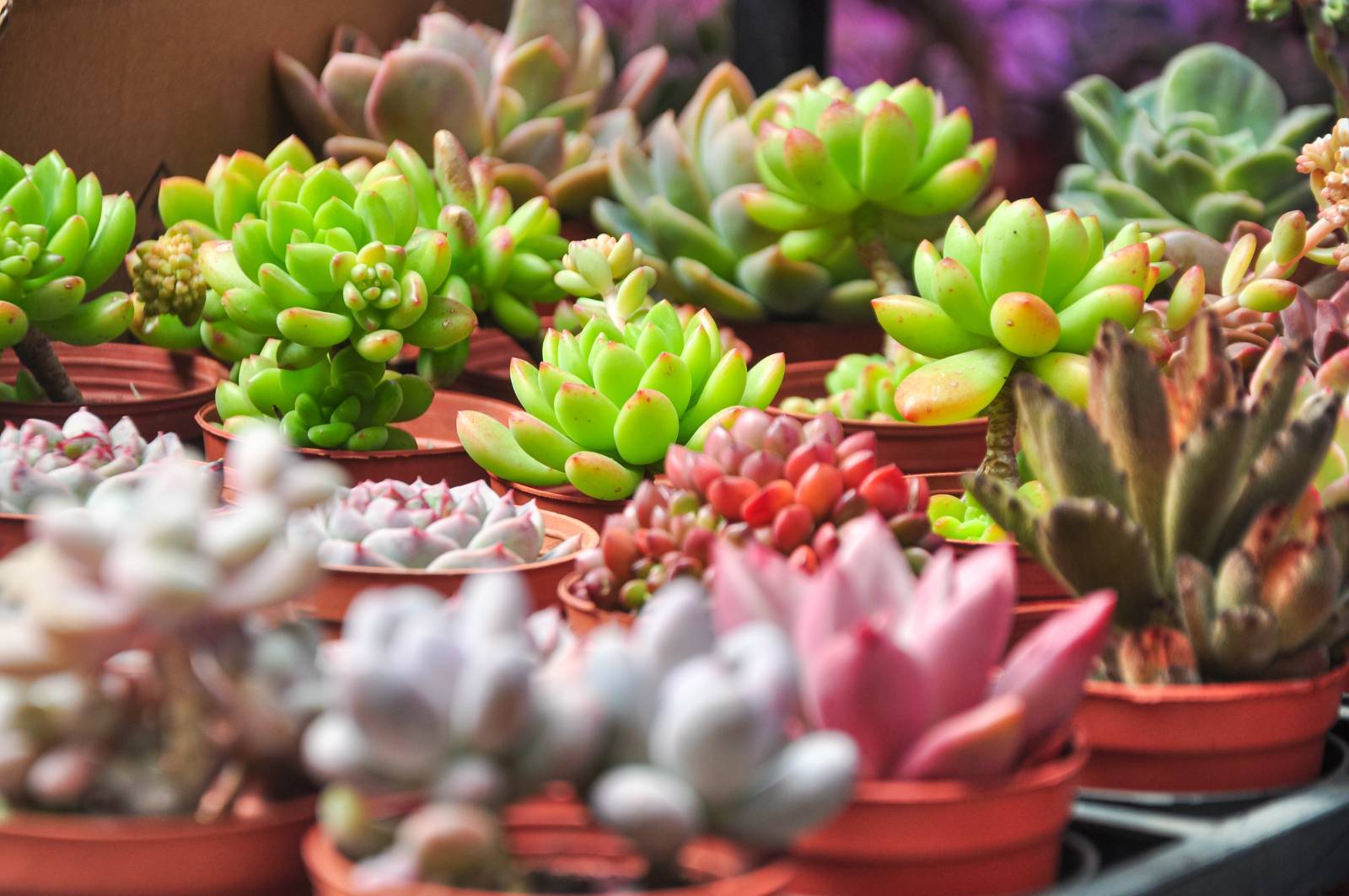 Illegal succulent trade pushes SA’s rare plants towards extinction