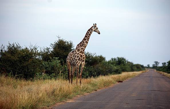 New giraffe taxonomy discovery stands tall: Four species, four unique skulls