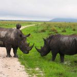 Tau Lodge and Madikwe: What an adventure