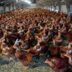 Calls for UK govt to allow bird flu vaccines for poultry