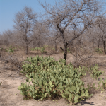 Study shows growing number of alien plants infesting Kruger Park