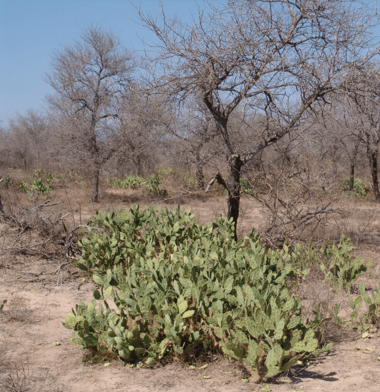 Study shows growing number of alien plants infesting Kruger Park