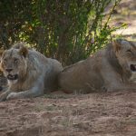 Scientists warn that poaching, drought threaten Kruger lions and hippos