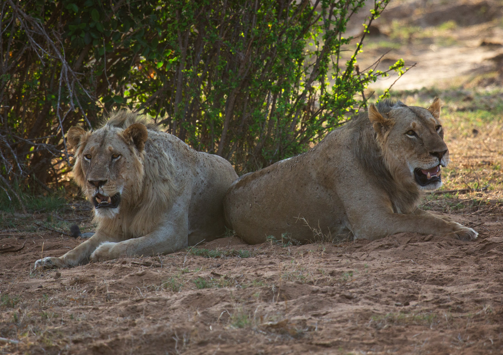 Scientists warn that poaching, drought threaten Kruger lions and hippos