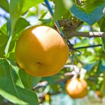 Juicing it up: Sun-damaged ‘ugly pears’ in South Korea given lifeline through upcycling