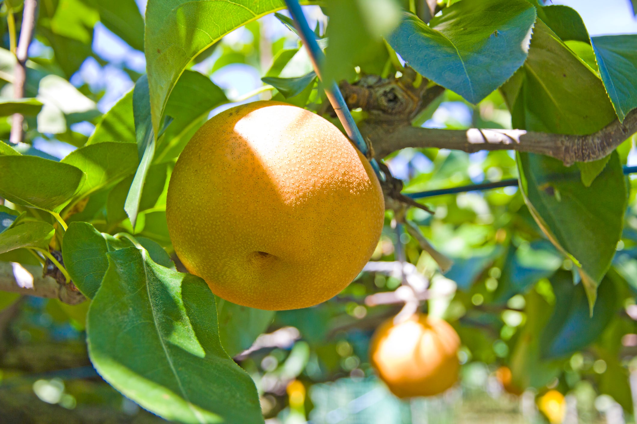 Juicing it up: Sun-damaged ‘ugly pears’ in South Korea given lifeline through upcycling