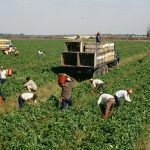 Global food and drink slammed for migrant worker abuse ‘failures’