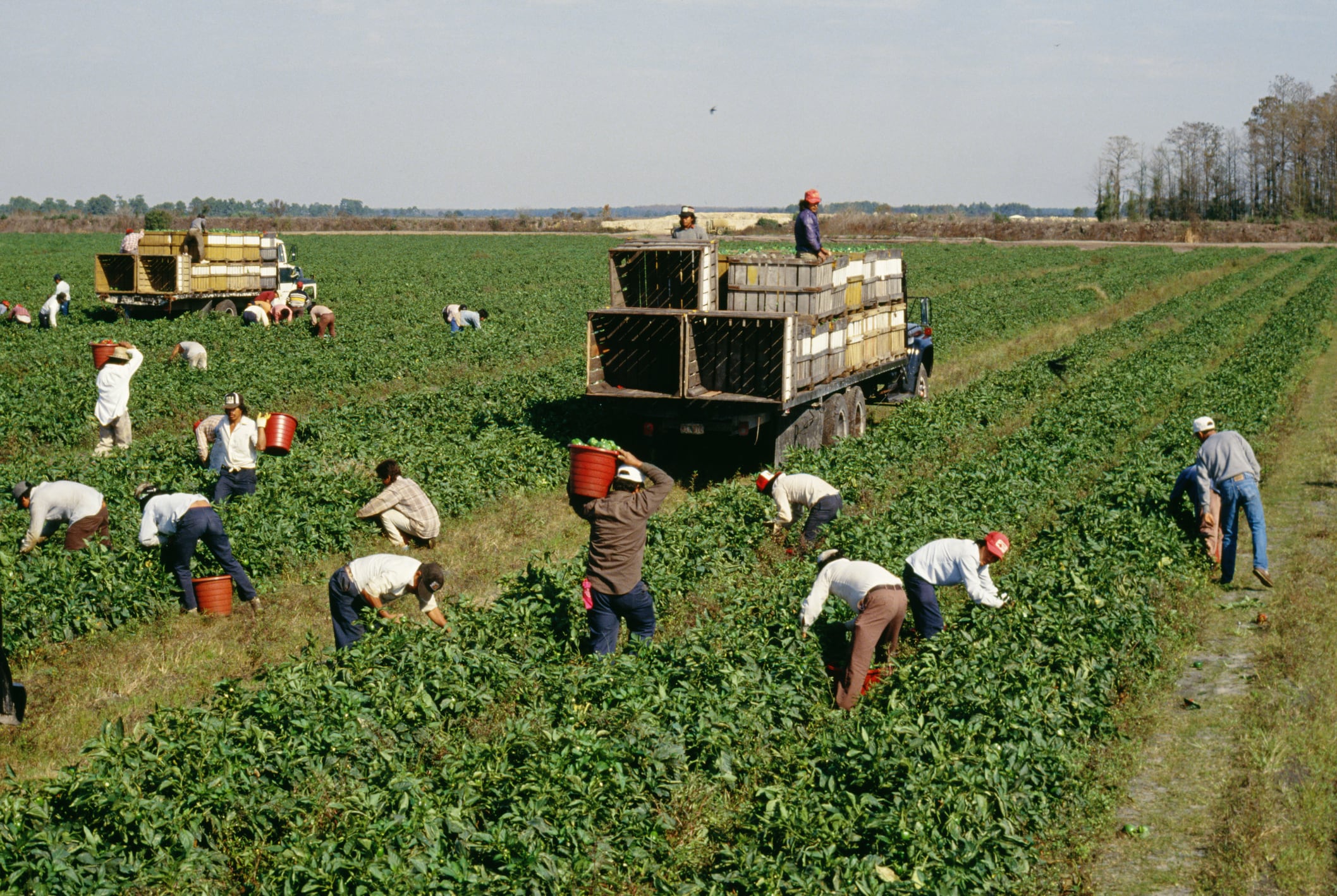 Global food and drink slammed for migrant worker abuse ‘failures’