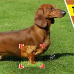 How 10 Dog Breeds Looked Like Before Humans Decided to Change Them