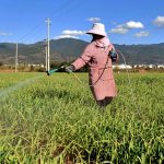 New China-Led Study Links Pesticides to Massive Ecological Damage