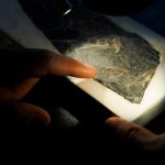 Learning to Fly: How a Jurassic Fossil Decodes the History of Flight