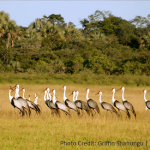 Wattled crane downlisting to endangered ‘a conservation triumph’