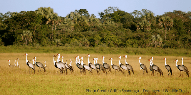 Wattled crane downlisting to endangered ‘a conservation triumph’