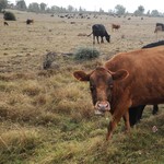 KZN’s Foot and Mouth Disease crisis expands: New control measures announced