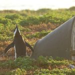 Court order imposes no-fishing zones to safeguard African penguins