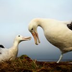 Tests confirm presence of high pathogenicity avian flu on South Africa’s Marion Island