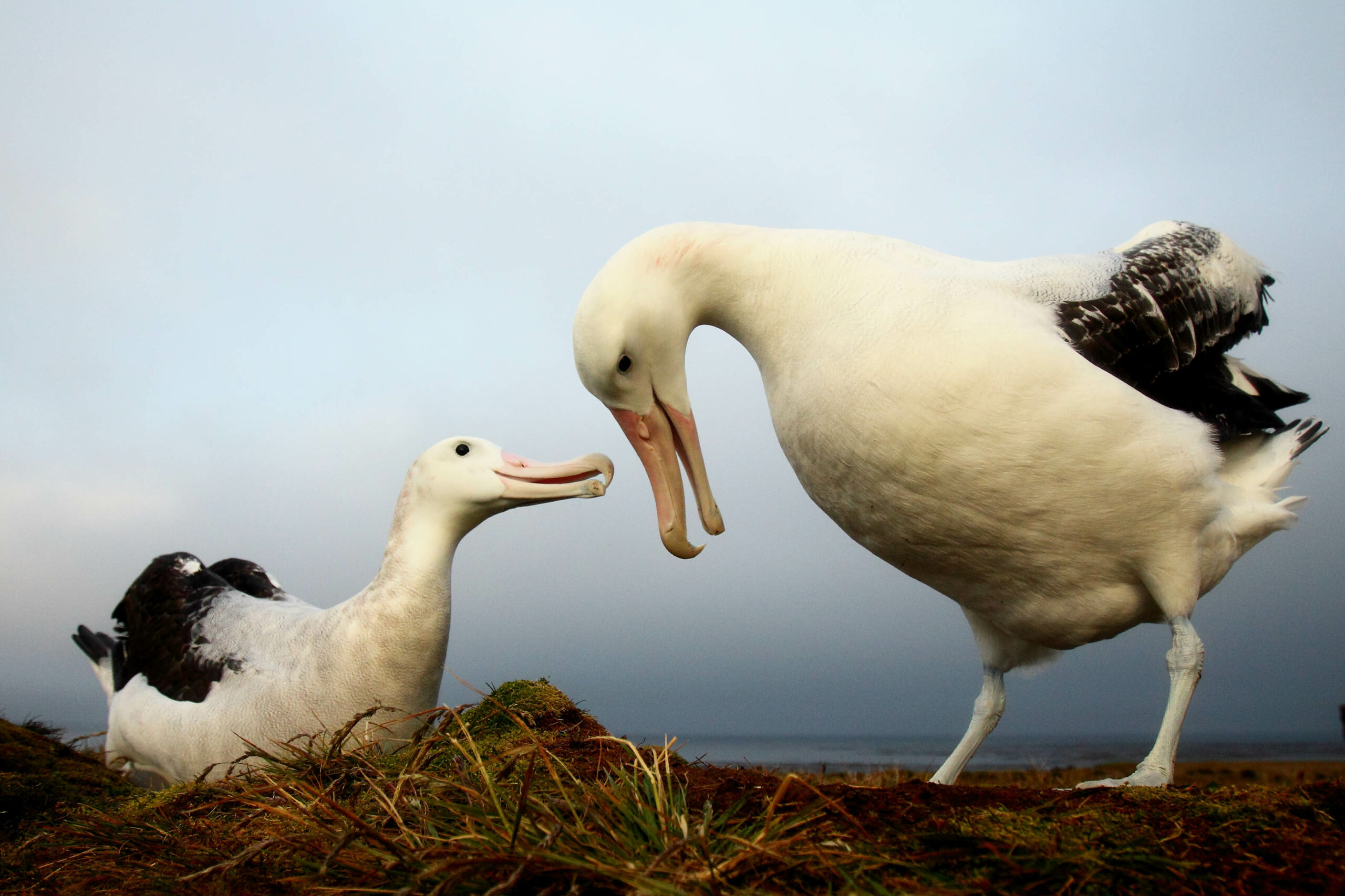 Tests confirm presence of high pathogenicity avian flu on South Africa’s Marion Island
