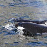 The killer whales hunting great whites — to eat their livers