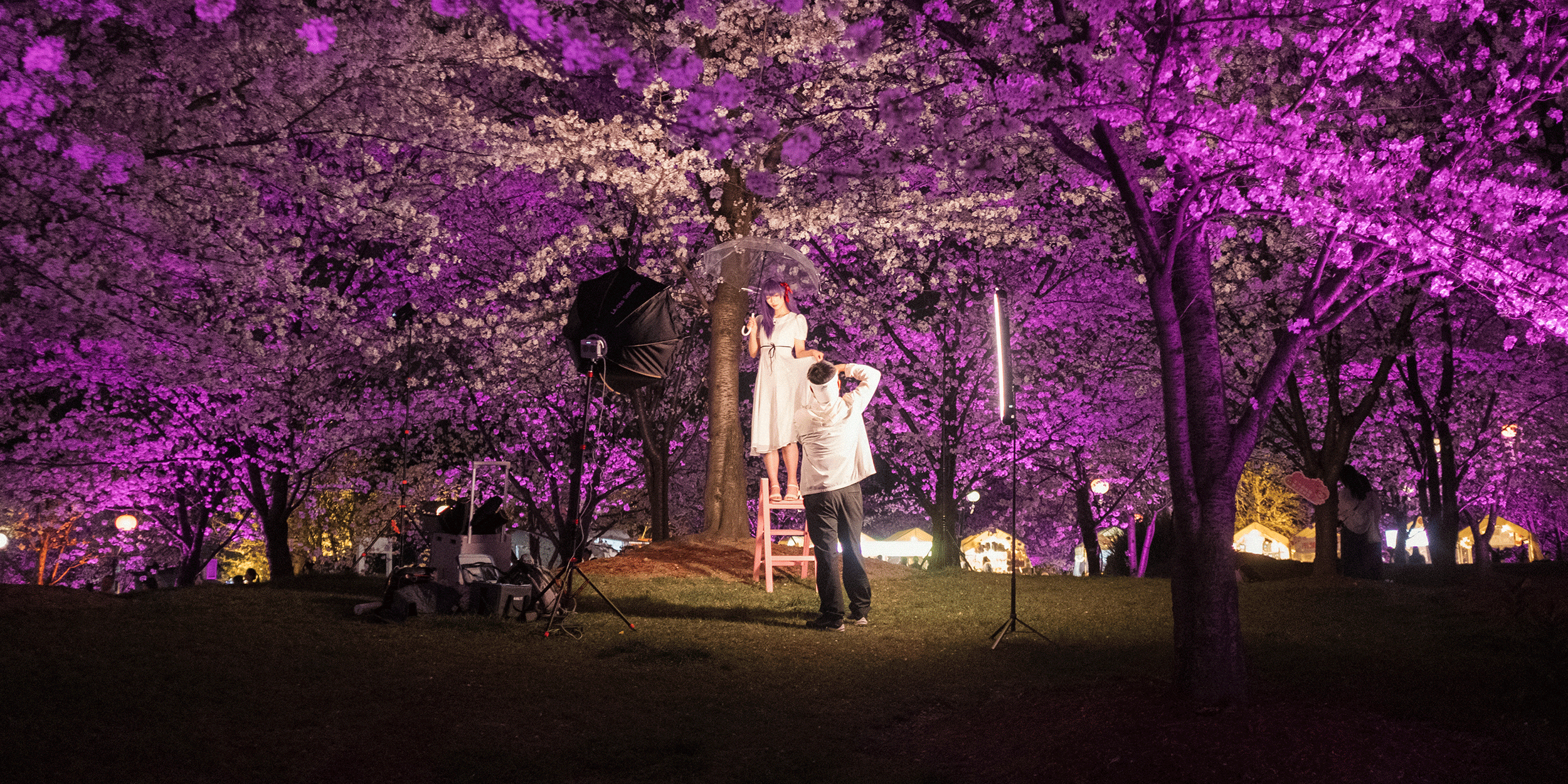 Cherry Blossom Nights