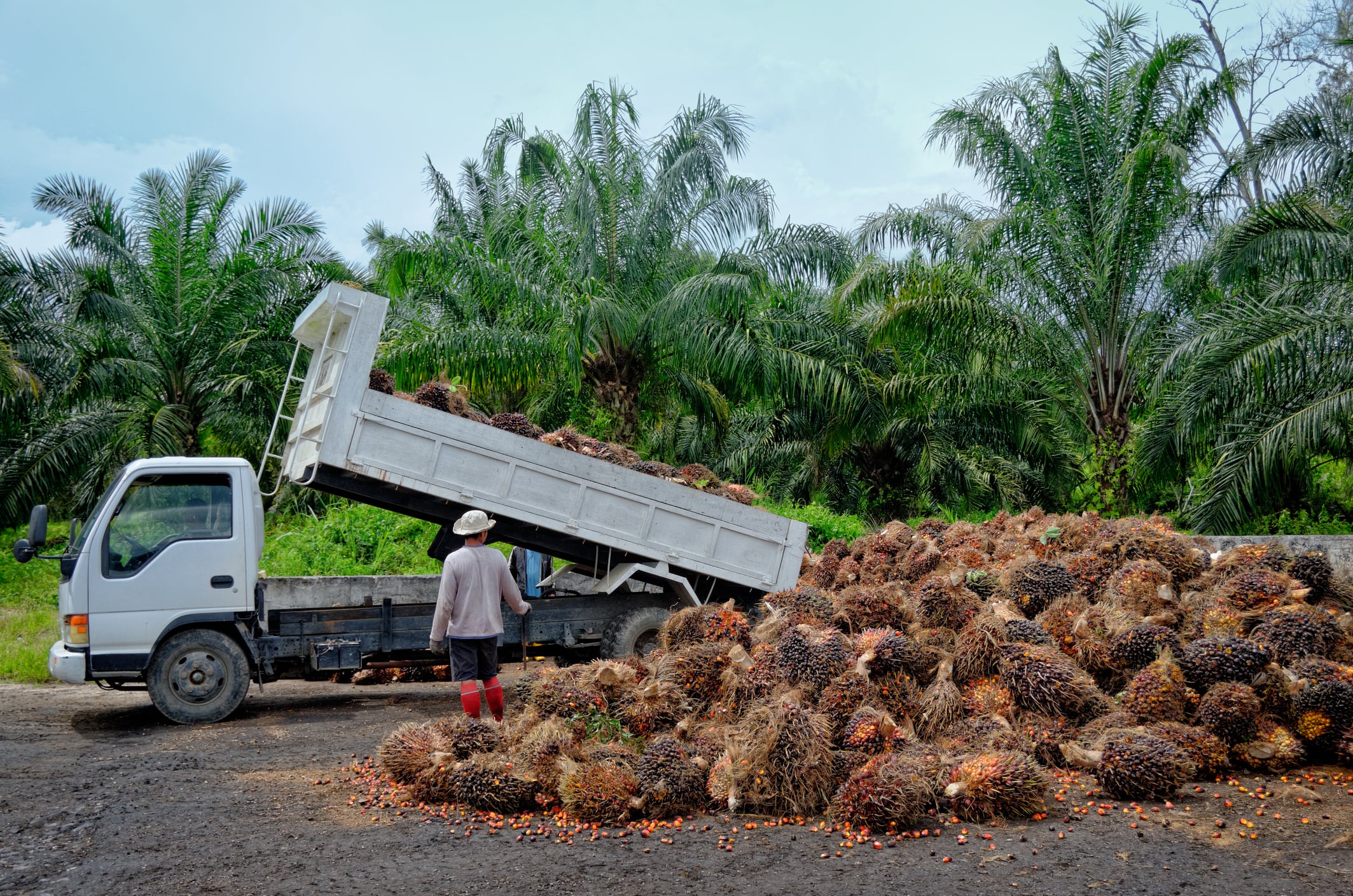 Non-falling gene in fruit could cut price hikes, starting with palm oil
