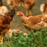 Discussion | Outbreak could devastate wild bird population