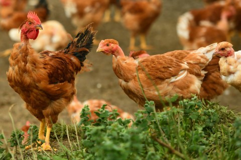 Discussion | Outbreak could devastate wild bird population